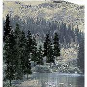 Woodland TR1581 Trees - Pine. Height 100-130mm (Value pack of 24)